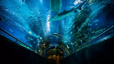 טרופיקריום