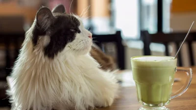 בית קפה עם חתולים